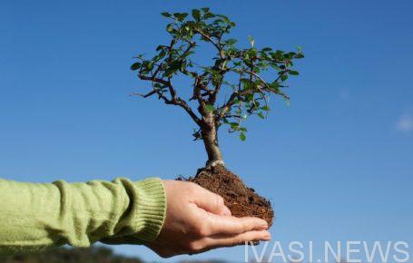 день дерева дерево природа одесса новости одессы одесские новости