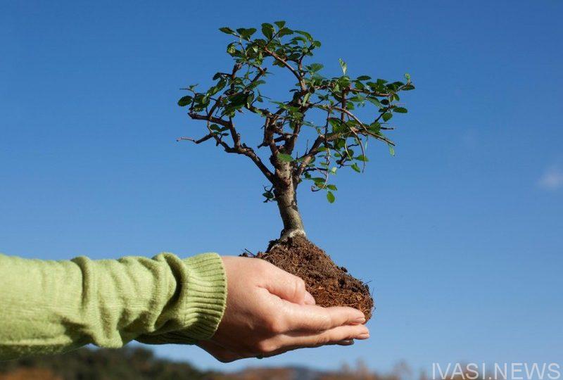 день дерева дерево природа одесса новости одессы одесские новости