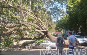 в Одессе упало дерево