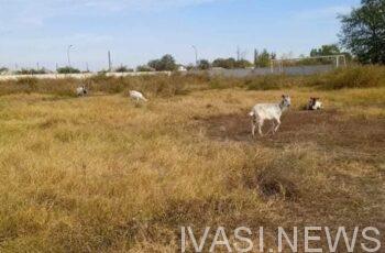 В Одесской области новый стадион стал пастбищем для коз