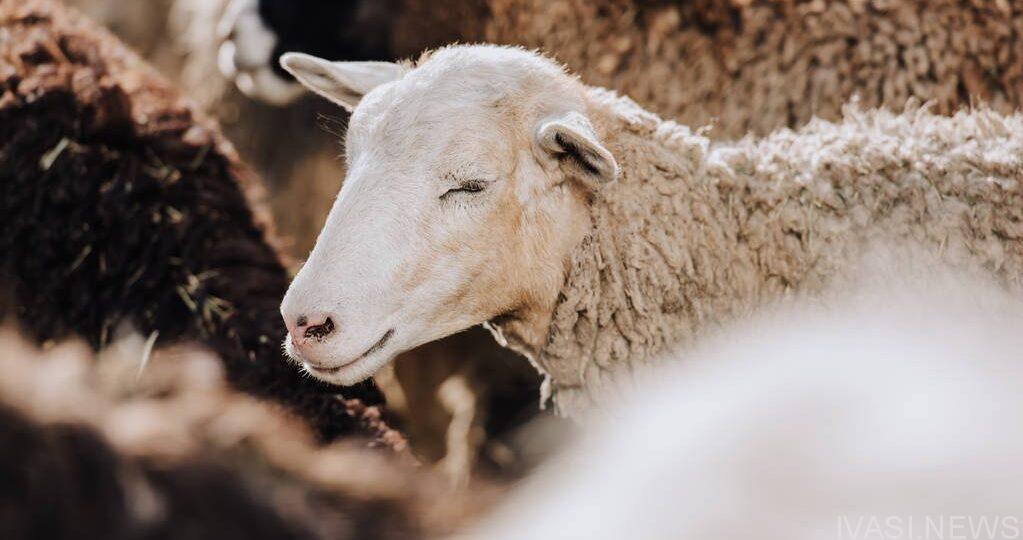 В Одесской области сгорело стадо овец