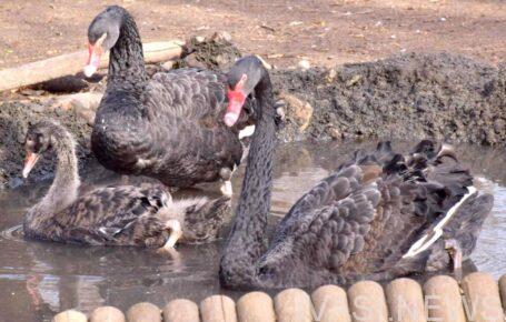 В Одесском зоопарке вылупился детеныш черных лебедей