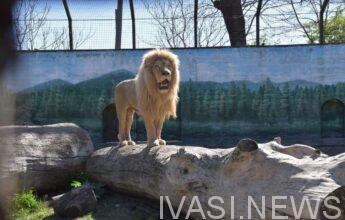 харьковские львы в Одессе