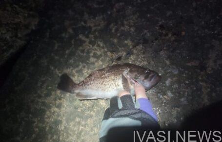 Окунь темний - новий вид хижої риби з'явився у Чорному морі