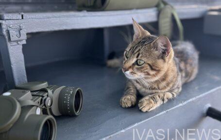 В Одесском отряде морская охрана Одесса служит кот Шпиль моряк Сэм
